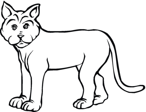 Lynx 19 Coloring Page